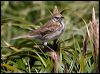 new_zealand_pipit_124673