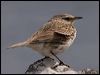 Click here to enter gallery and see photos/pictures/images of New Zealand Pipit