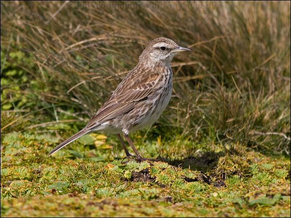 New Zealand Pipit new_zealand_pipit_124207.psd