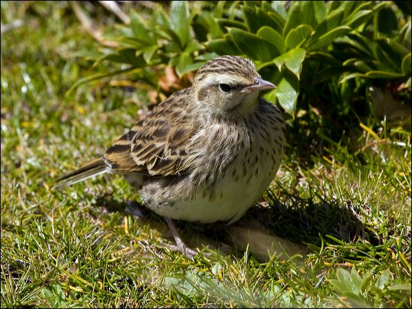 New Zealand Pipit new_zealand_pipit_124496.psd