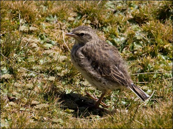 New Zealand Pipit new_zealand_pipit_124627.psd