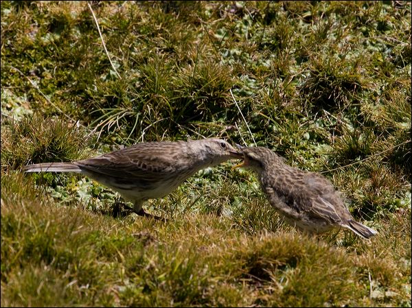 New Zealand Pipit new_zealand_pipit_124629.psd