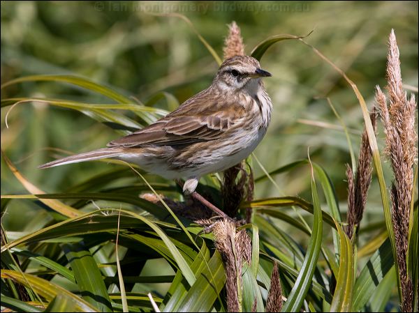 New Zealand Pipit new_zealand_pipit_124673.psd