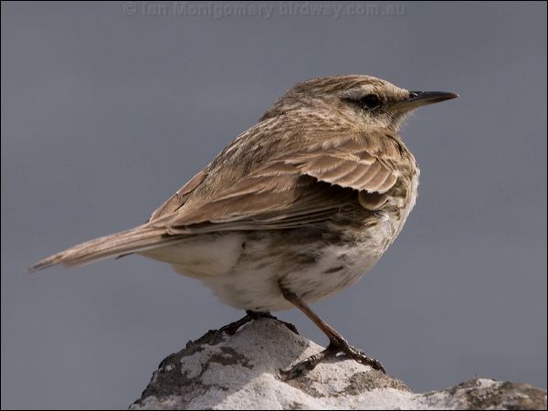 New Zealand Pipit new_zealand_pipit_124792.psd