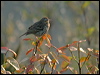 olive_backed_pipit_17034