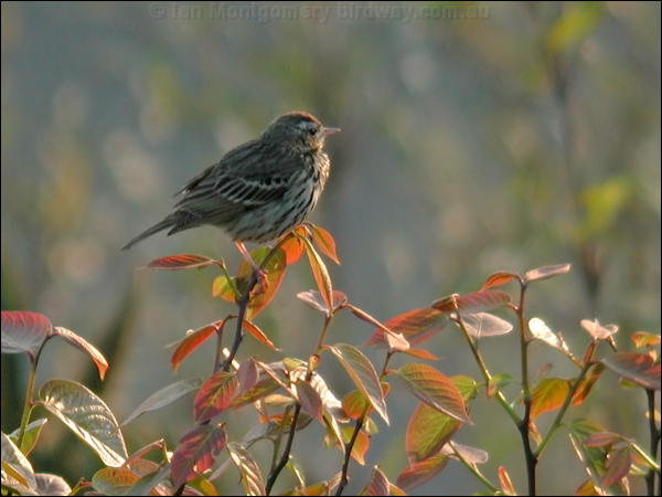 Olive-backed Pipit olive_backed_pipit_17034.psd