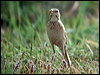 paddyfield_pipit_16776