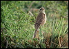 paddyfield_pipit_16780