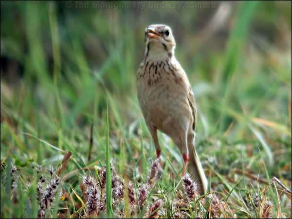 Paddyfield Pipit paddyfield_pipit_16776.psd