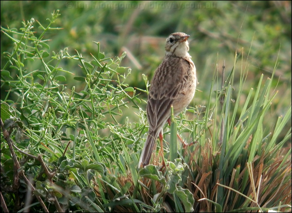 Paddyfield Pipit paddyfield_pipit_16780.psd
