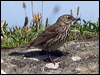 Click here to enter gallery and see photos/pictures/images of Eurasian Rock Pipit