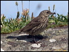 rock_pipit_144924