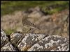 rock_pipit_160512