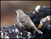 rock_pipit_20130