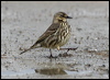 rock_pipit_51740