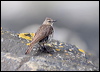 rock_pipit_52421
