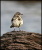 rock_pipit_52623