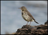 Click here to enter gallery and see photos/pictures/images of Rock Pipit