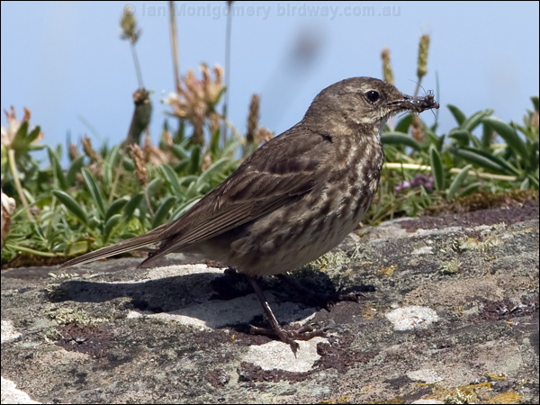 Eurasian Rock Pipit rock_pipit_144924.psd