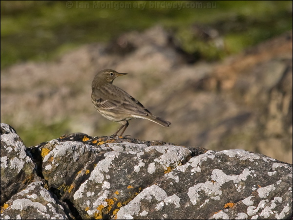 Eurasian Rock Pipit rock_pipit_160512.psd