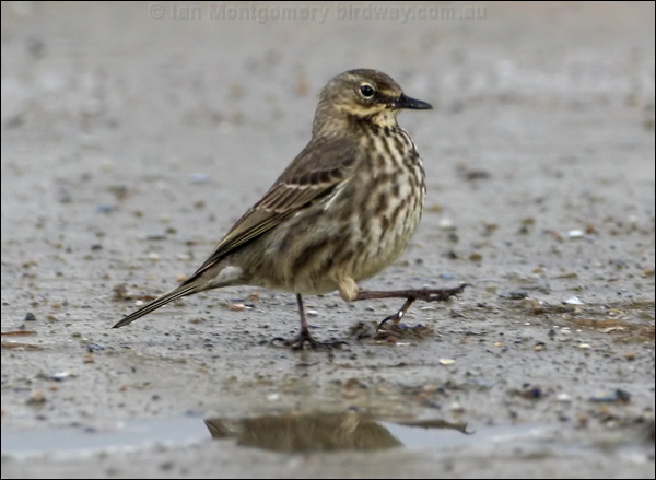 Eurasian Rock Pipit rock_pipit_51740.psd