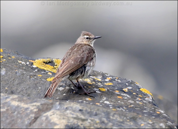 Eurasian Rock Pipit rock_pipit_52421.psd