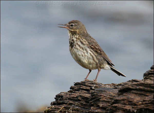 Eurasian Rock Pipit rock_pipit_52624.psd