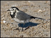 pied_wagtail_140391