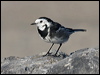 pied_wagtail_140399