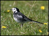 pied_wagtail_19459