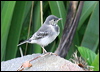 pied_wagtail_51538