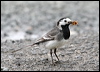 pied_wagtail_51543