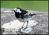 pied_wagtail_51550