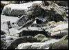 pied_wagtail_52607