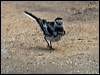 white_wagtail_141942