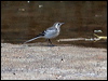 white_wagtail_141959