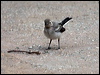 white_wagtail_141965