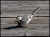 white_wagtail_142459