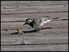 white_wagtail_142463