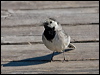 white_wagtail_142476