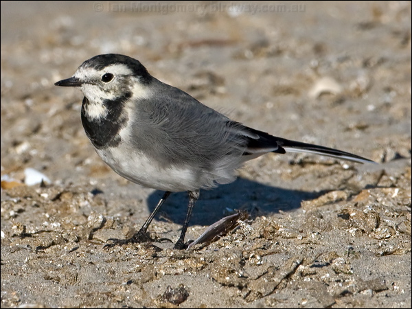 White/Pied Wagtail pied_wagtail_140391.psd