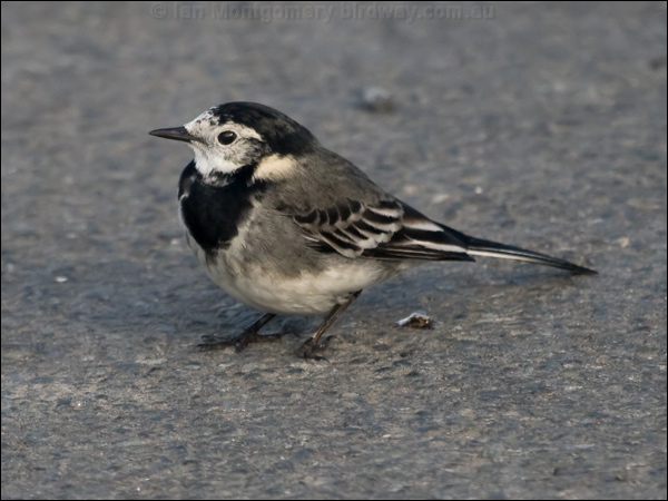 White/Pied Wagtail pied_wagtail_163312.psd
