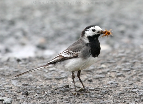 White/Pied Wagtail pied_wagtail_51543.psd