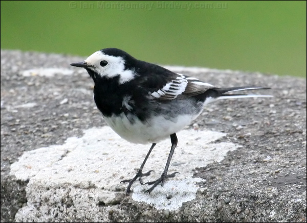 White/Pied Wagtail pied_wagtail_51550.psd