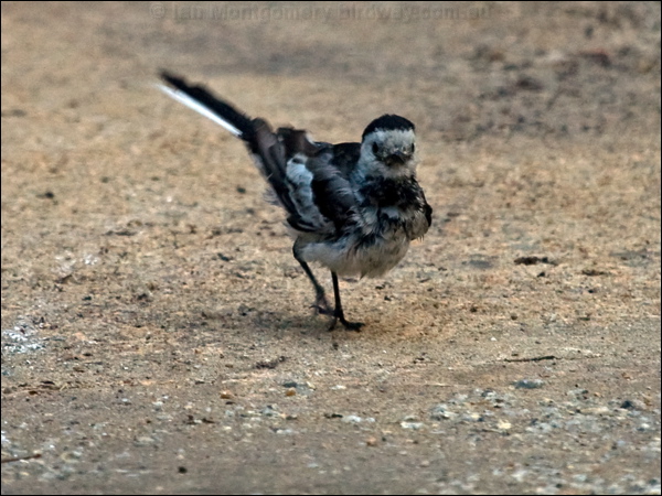 White/Pied Wagtail white_wagtail_141942.psd