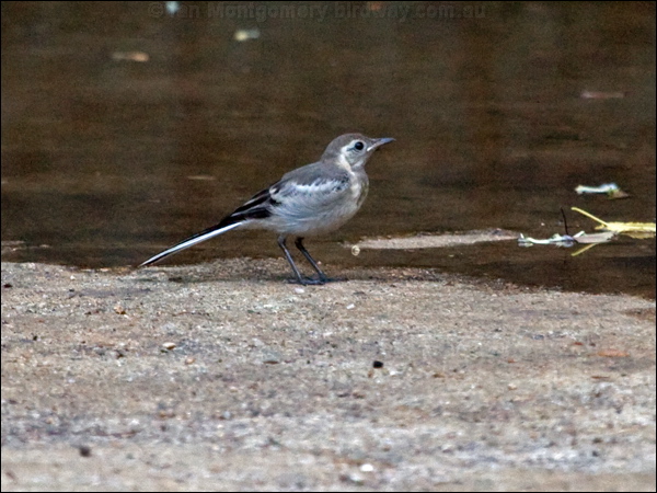 White/Pied Wagtail white_wagtail_141959.psd