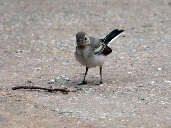White/Pied Wagtail white_wagtail_141965.psd