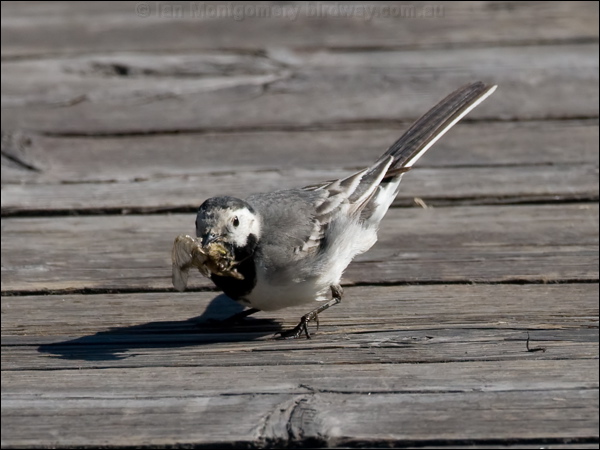 White/Pied Wagtail white_wagtail_142459.psd