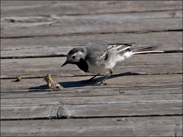 White/Pied Wagtail white_wagtail_142463.psd