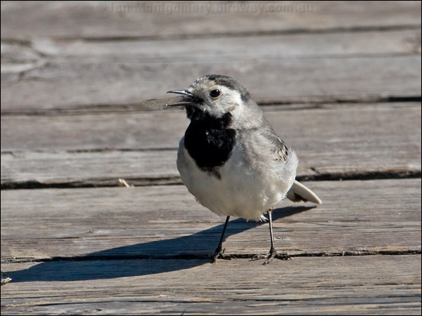 White/Pied Wagtail white_wagtail_142476.psd